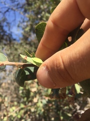 Andricus pattersonae