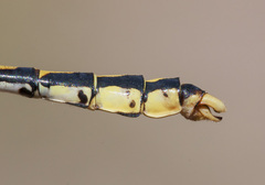 Ophiogomphus morrisoni