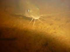 Pimelodus