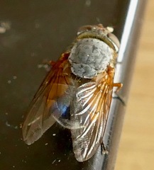 Calliphora dubia