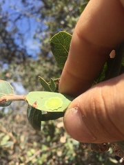 Andricus pattersonae