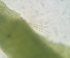 Fissidens bushii