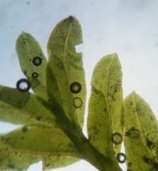 Fissidens bushii