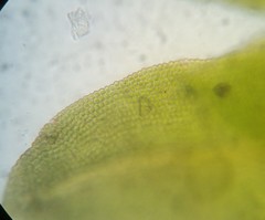 Fissidens bushii