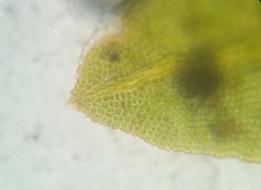 Fissidens bushii