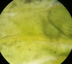 Fissidens bushii
