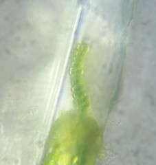 Fissidens bushii