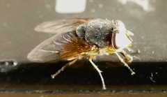 Calliphora dubia