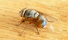 Calliphora dubia