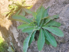 Sonchus lingianus
