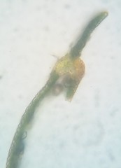 Fissidens bushii