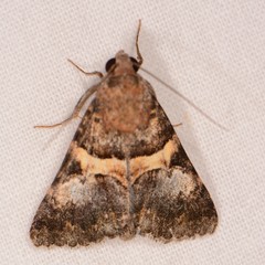 Melipotini