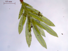 Fissidens appalachensis