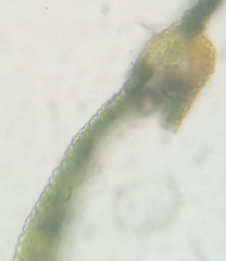 Fissidens bushii