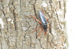 Proagonistes