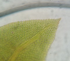 Fissidens bushii