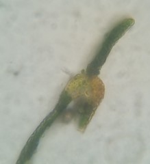 Fissidens bushii