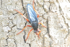 Proagonistes