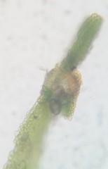 Fissidens bushii