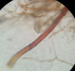 Fissidens bushii