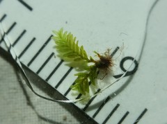 Fissidens bushii