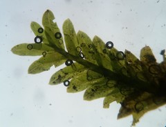 Fissidens bushii
