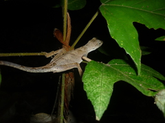 Anolis chrysolepis