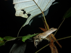 Anolis chrysolepis