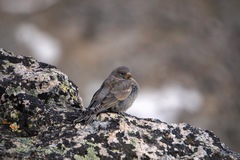 Leucosticte
