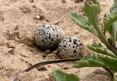 Thinornis cucullatus