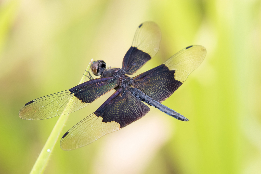 Iridescent Flutterer