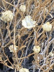 Acamptopappus sphaerocephalus