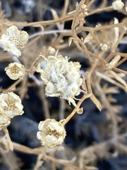 Acamptopappus sphaerocephalus