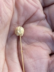 Acamptopappus sphaerocephalus