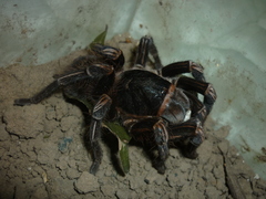 Acanthoscurria simoensi
