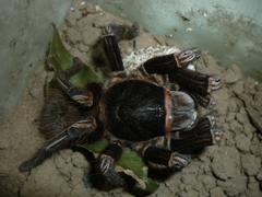 Acanthoscurria simoensi