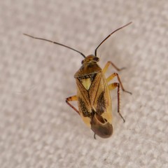 Polymerus