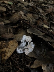 Hypomyces cervinigenus