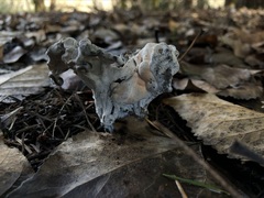 Hypomyces cervinigenus