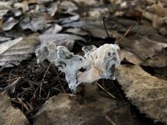 Hypomyces cervinigenus