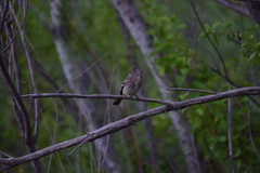 Knipolegus hudsoni