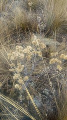 Achyrocline ramosissima