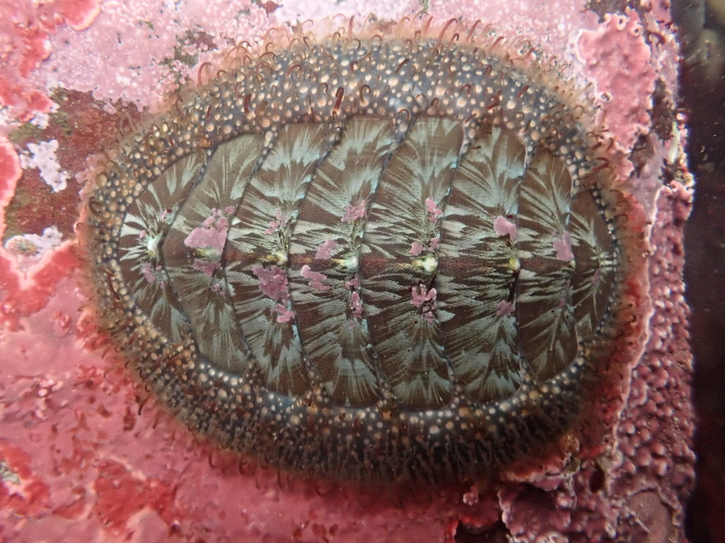 Woody Chiton