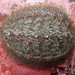 Mopalia lignosa - Photo (c) cspirrone, alguns direitos reservados (CC BY-NC)