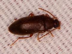 Hymenorus