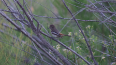 Knipolegus hudsoni