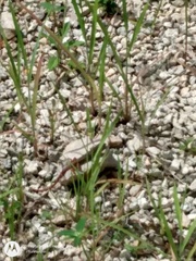 Aspidoscelis angusticeps