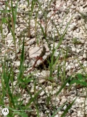 Aspidoscelis angusticeps