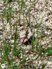 Aspidoscelis angusticeps