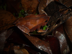 Rhinella proboscidea